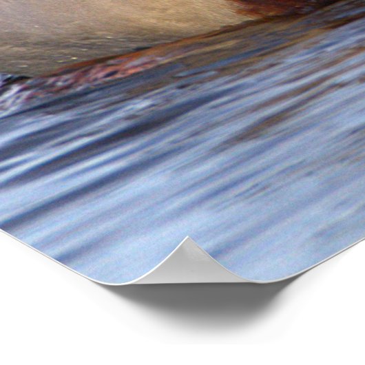 Mallard Ducks Poster (Ecke)