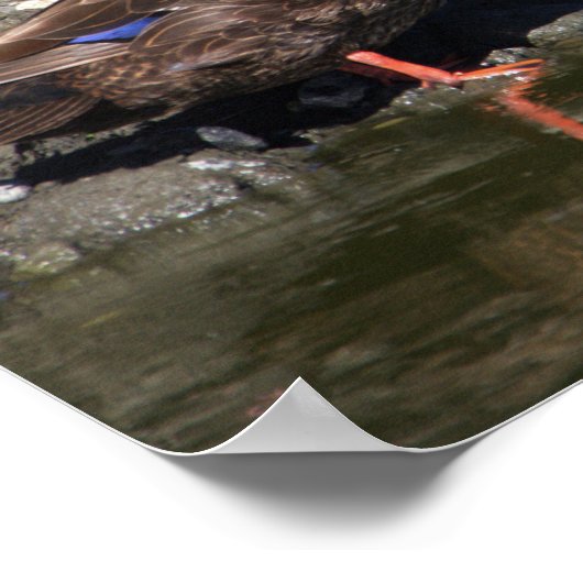 Mallard Ducks Poster (Ecke)