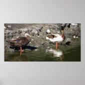 Mallard Ducks Poster (Vorne)