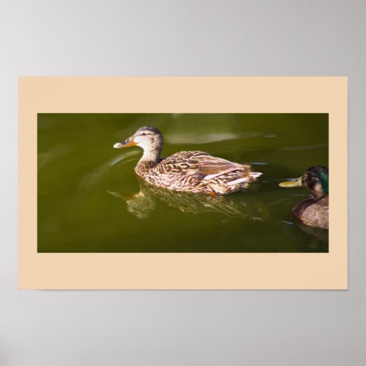 Mallard Ducks Poster (Vorne)