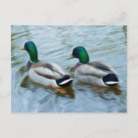 Mallard Ducks