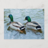 Mallard Ducks Postkarte (Vorderseite)