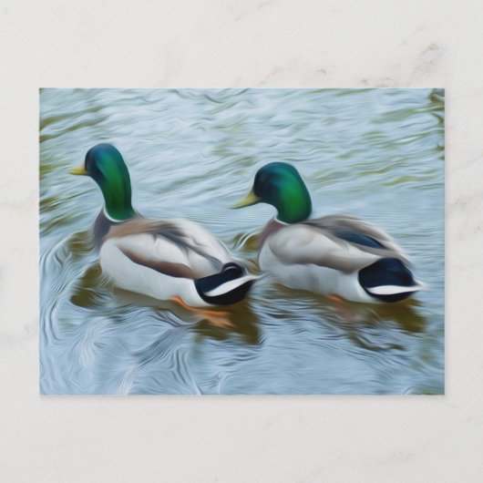 Mallard Ducks Postkarte (Vorderseite)