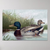 Mallard Ducks Print Choose Size Poster (Vorne)