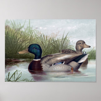 Mallard Ducks Print Choose Size Poster