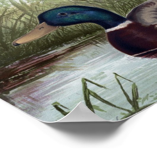 Mallard Ducks Print Choose Size Poster (Ecke)