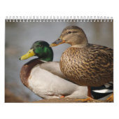 Mallard Ducks Sportsmen Kalender (Titelbild)