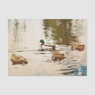 Mallard Ducks Tissue Paper Seidenpapier