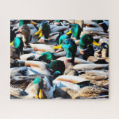 Mallard Ducks Traffic Jam Puzzle (Horizontal)