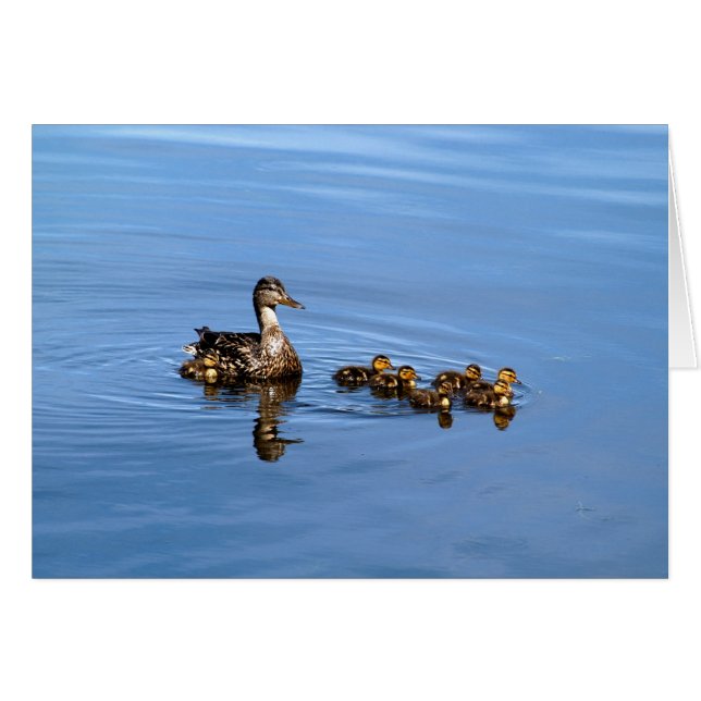 Mallard Encks (Vorderseite (Horizontal))