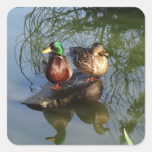Mallard Encks #2 Stickers
