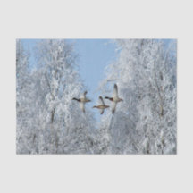 Mallard Encks Flying Snow Foto