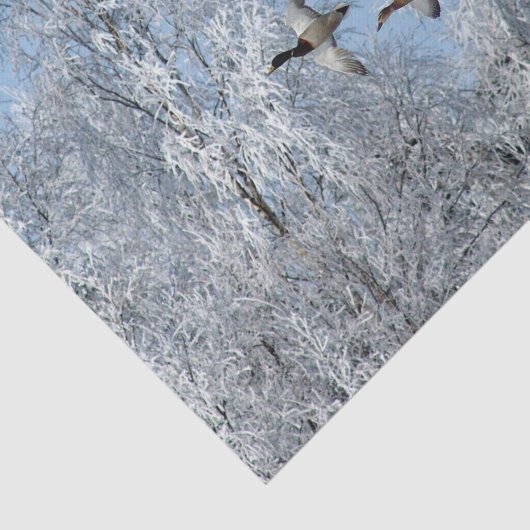 Mallard Encks Flying Snow Foto Seidenpapier (Ausschnitt)