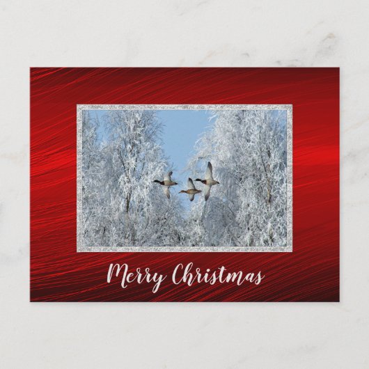 Mallard Encks Flying Snow Foto Weihnachten Postkarte (Vorderseite)