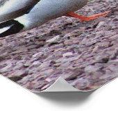 Mallard Encks Foto Poster (Ecke)