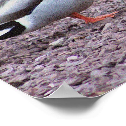 Mallard Encks Foto Poster (Ecke)