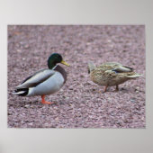 Mallard Encks Foto Poster (Vorne)