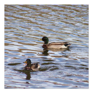 Mallard Encks Foto Poster