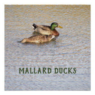 Mallard Encks Foto Poster