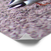 Mallard Encks Foto Poster (Ecke)