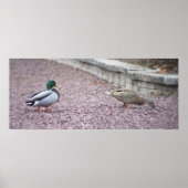 Mallard Encks Foto Poster (Vorne)