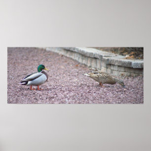 Mallard Encks Foto Poster