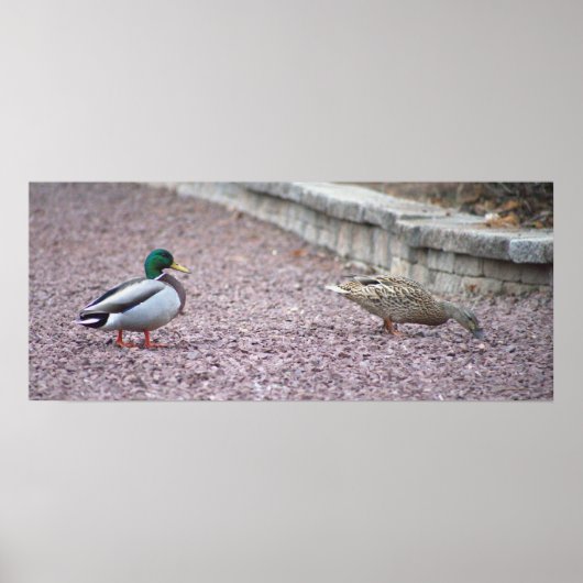 Mallard Encks Foto Poster (Vorne)