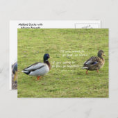 Mallard Encks mit afrikanischer Postkarte (Vorne/Hinten)