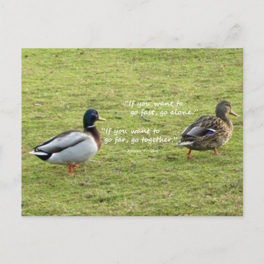 Mallard Encks mit afrikanischer Postkarte (Vorderseite)
