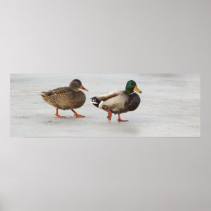 Mallard Encks on Ice Poster