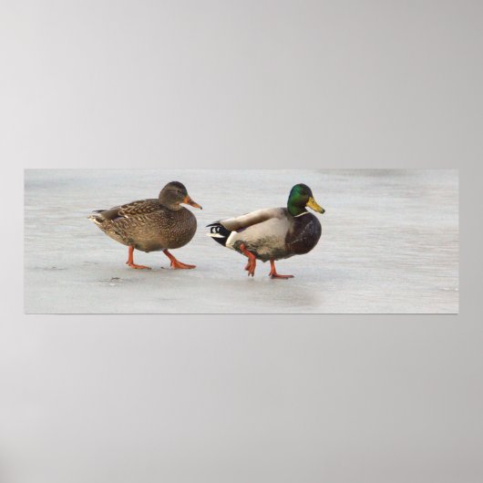 Mallard Encks on Ice Poster (Vorne)