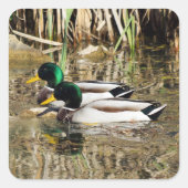 Mallard Encks Sticker (Vorderseite)