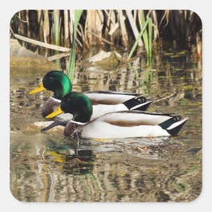 Mallard Encks Sticker