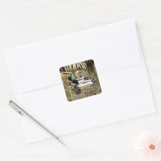 Mallard Encks Sticker (Umschlag)