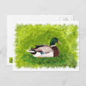 Mallard Ente sitzt im Gras Postkarten (Vorne/Hinten)