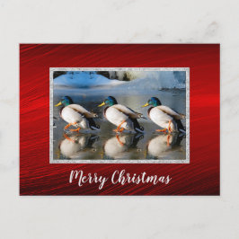 Mallard Enten Eis Foto Weihnachtskarte Postkarte