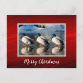 Mallard Enten Eis Foto Weihnachtskarte Postkarte (Vorderseite)
