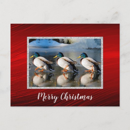 Mallard Enten Eis Foto Weihnachtskarte Postkarte (Vorderseite)