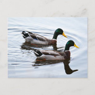 Mallard Enten in Wasser Postkarte