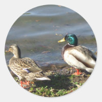 Mallard Entenkoppel-Aufkleber