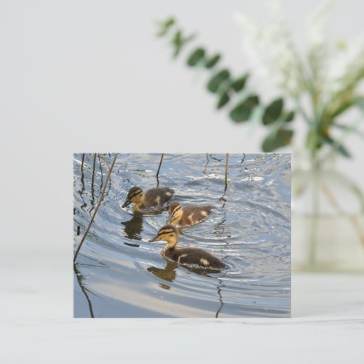 Mallard-Entlein Postkarte (Stehend Vorderseite)