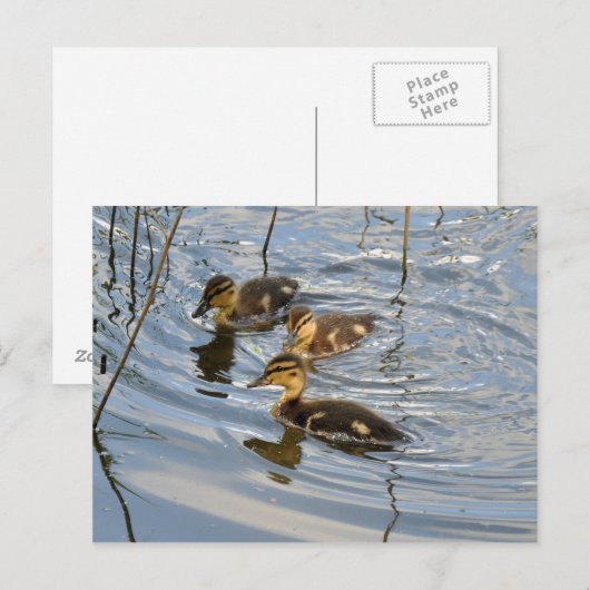 Mallard-Entlein Postkarte (Vorne/Hinten)