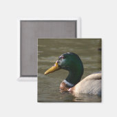 Mallard Face Magnet (Vorderseite/Rückseite)