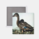 Mallard Female Magnet (Vorderseite/Rückseite)