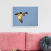 Mallard Flying in Open Sky Wrapped Canvas Print Leinwanddruck (Insitu (Wohnzimmer))