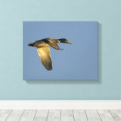 Mallard Flying in Open Sky Wrapped Canvas Print Leinwanddruck (Insitu (Holzboden))