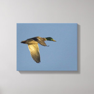 Mallard Flying in Open Sky Wrapped Canvas Print Leinwanddruck