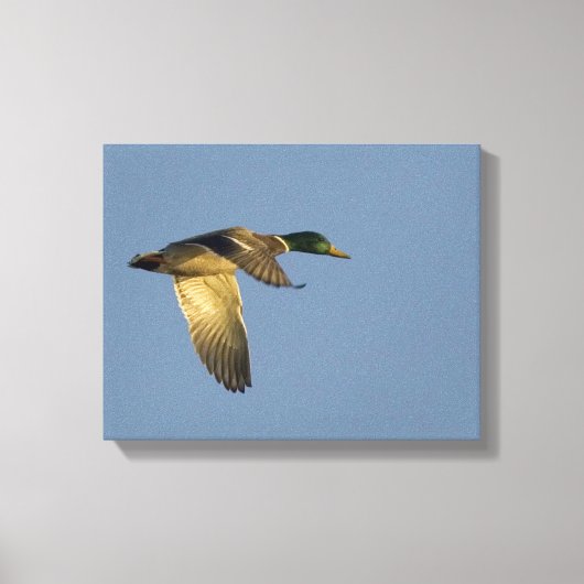 Mallard Flying in Open Sky Wrapped Canvas Print Leinwanddruck (Vorderseite)