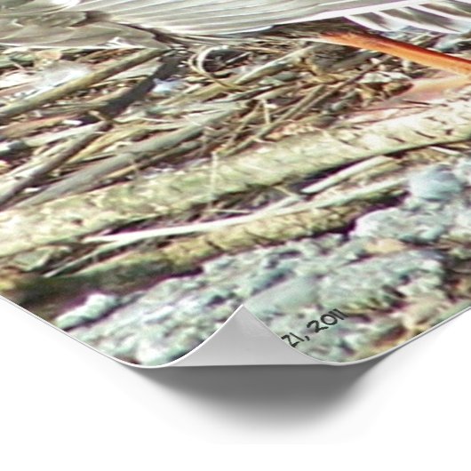 Mallard-hen Monroe Poster (Ecke)