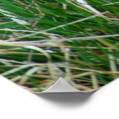 Mallard-Henne, die ihre Eier brütet Poster (Ecke)